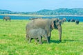 Wild Elephants At Minneriya National Park In Sri Lanka Royalty Free Stock Photo