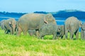 Wild Elephants At Minneriya National Park In Sri Lanka Royalty Free Stock Photo