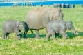 Wild Elephants At Minneriya National Park In Sri Lanka Royalty Free Stock Photo