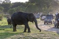Wild elephants move past a fleet of safari jeeps within Minneriya National Park in Sri Lanka Royalty Free Stock Photo
