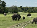 Wild Elephants in a National Park