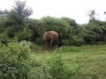 Wild Elephants Sri Lanka