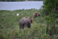 Wild elephants in sri lanka