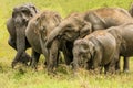 Wild elephants trunk hug Royalty Free Stock Photo