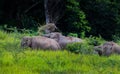 Wild elephants walking