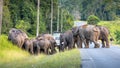 Wild elephants walking from green grass field and crossing the road in Khao yai national park Royalty Free Stock Photo