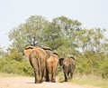 Wild elephants walking on a trail, Kruger National park, South Africa Royalty Free Stock Photo