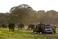 Wild elephants wander past safari jeeps in Minneriya National Park in central Sri Lanka. Royalty Free Stock Photo