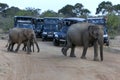 Wild elephants in Yala National Park.