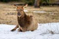 Wild Elk or also known as Wapiti Cervus canadensis in Jasper National Park, Alberta Royalty Free Stock Photo