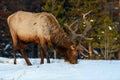 Wild Elk or also known as Wapiti Cervus canadensis in Jasper National Park, Alberta, Canada Royalty Free Stock Photo