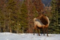 Wild Elk or also known as Wapiti Cervus canadensis in Jasper National Park, Alberta, Canada Royalty Free Stock Photo