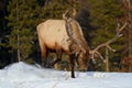 Wild Elk or also known as Wapiti Cervus canadensis in Jasper National Park, Alberta, Canada Royalty Free Stock Photo