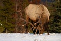 Wild Elk or also known as Wapiti Cervus canadensis in Jasper National Park, Alberta, Canada Royalty Free Stock Photo