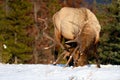 Wild Elk or also known as Wapiti Cervus canadensis in Jasper National Park, Alberta, Canada Royalty Free Stock Photo