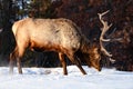 Wild Elk or also known as Wapiti Cervus canadensis in Jasper National Park, Alberta, Canada Royalty Free Stock Photo