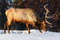 Wild Elk or also known as Wapiti Cervus canadensis in Jasper National Park, Alberta, Canada Royalty Free Stock Photo