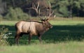 An Elk in Pennsylvania Royalty Free Stock Photo