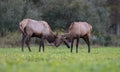 An Elk in Pennsylvania Royalty Free Stock Photo