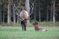 Elk in Pennsylvania Royalty Free Stock Photo