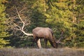 Wild Elk Royalty Free Stock Photo