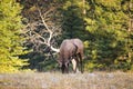 Wild Elk Royalty Free Stock Photo