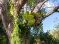 Wild elk horn fern platycerium growing on a old tree