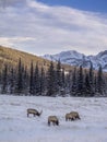 Wild Elk in winter Banff National Park Royalty Free Stock Photo