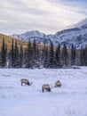 Wild Elk in winter Banff National Park Royalty Free Stock Photo