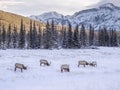Wild Elk in winter Banff National Park Royalty Free Stock Photo