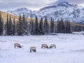 Wild Elk in winter Banff National Park Royalty Free Stock Photo