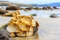 Wild empty oyster shells on rocks