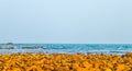 Wild Empty Tropical beach shore at sunrise or sunset sunset