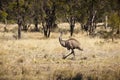 Wild Emu Royalty Free Stock Photo