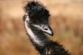 Wild Emu Royalty Free Stock Photo