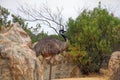 Wild emu bird wandering in Pinnacles Desert Western Australia Royalty Free Stock Photo