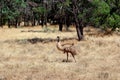 Wild emu Flinders Ranges, South Australia Royalty Free Stock Photo