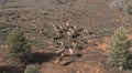 Wild emu flock in outback Queensland,. Royalty Free Stock Photo