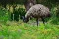 Wild emu at Tower Hill Wildlife Reserve in Victoria Royalty Free Stock Photo