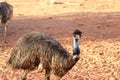 Wild emus in the Australian Outback