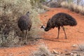 Wild emus in the red desert (Outback) of Australia