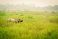 Wild endangered one-horn rhinoceros grazing in a grass field in Chitwan National Park, Nepal, during an elephant safari for
