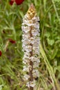 Wild endemic flower; Orobanche plant in nature