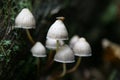 Wild english forest mushrooms growing in autumn