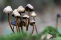 Wild english forest mushrooms growing in autumn