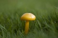 Wild english forest mushrooms growing in autumn