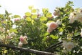 Wild English garden with pale pink roses and hazel. Old Rose Garden