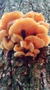 Wild Enoki Mushroom Royalty Free Stock Photo