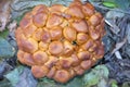 Wild enokitake Royalty Free Stock Photo