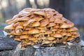 Wild enokitake Royalty Free Stock Photo